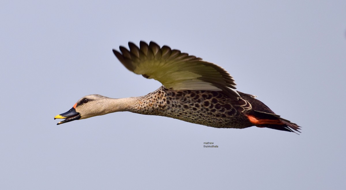 Indian Spot-billed Duck - mathew thekkethala