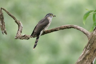  - Malaysian Hawk-Cuckoo