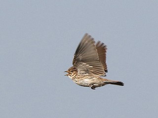  - Mediterranean Short-toed Lark