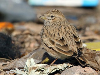  - Mediterranean Short-toed Lark