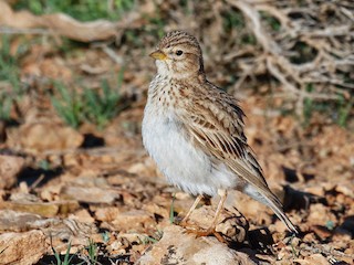  - Mediterranean Short-toed Lark