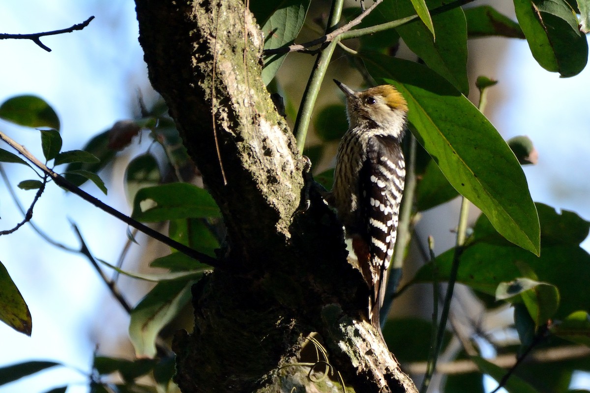Brown-fronted Woodpecker - ML80507631
