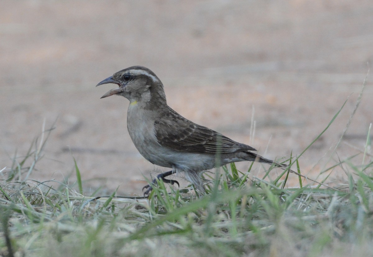 Yellow-throated Bush Sparrow - ML80508121