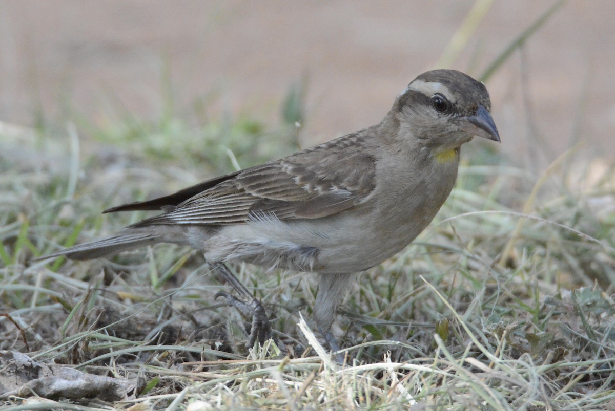 Yellow-throated Bush Sparrow - ML80508181