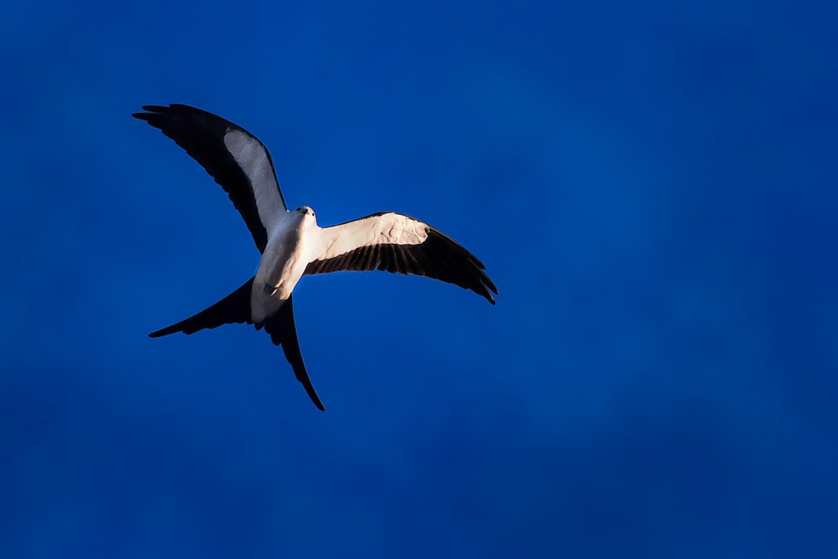 Swallow-tailed Kite - ML80509521