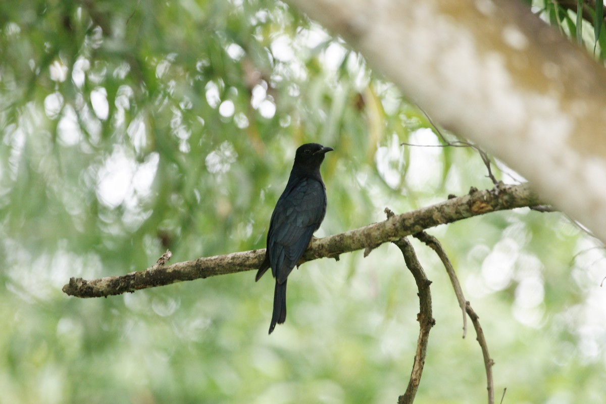 Square-tailed Drongo-Cuckoo - ML80510271