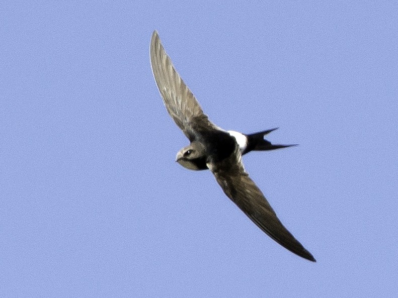White-rumped Swift - Rogério Rodrigues