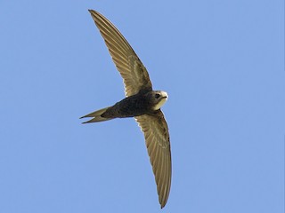  - White-rumped Swift