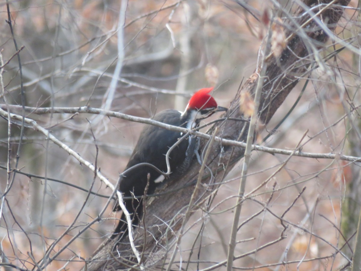 Pileated Woodpecker - Alan  Troyer