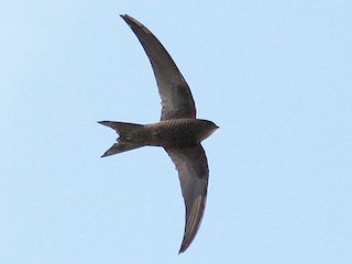  - Plain Swift