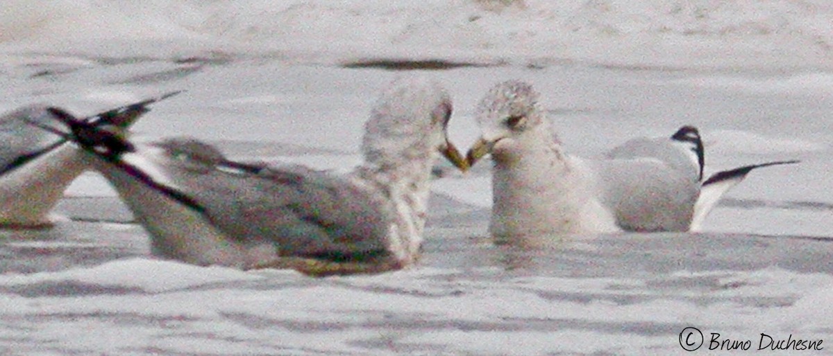 Common Gull (Kamchatka) - Bruno Duchesne