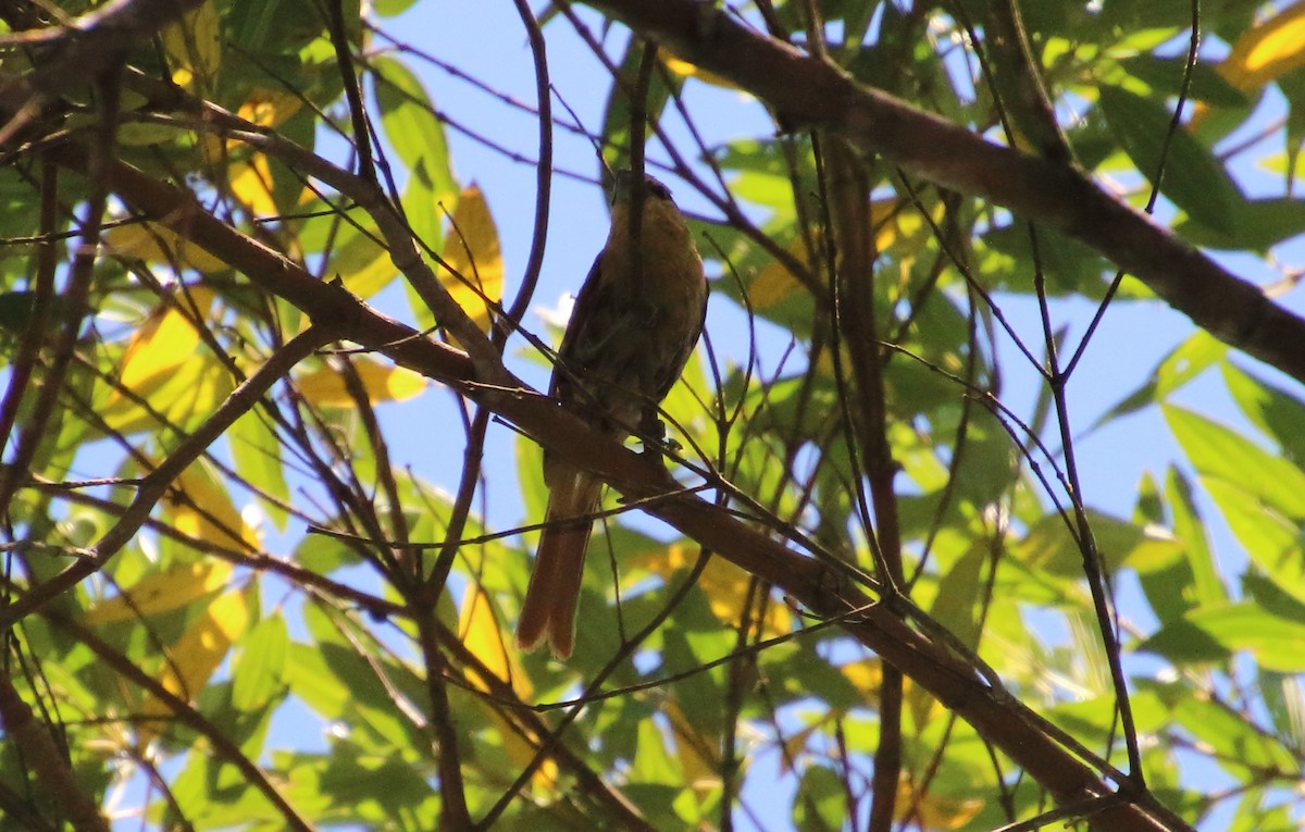 Brown Tanager - ML80518881