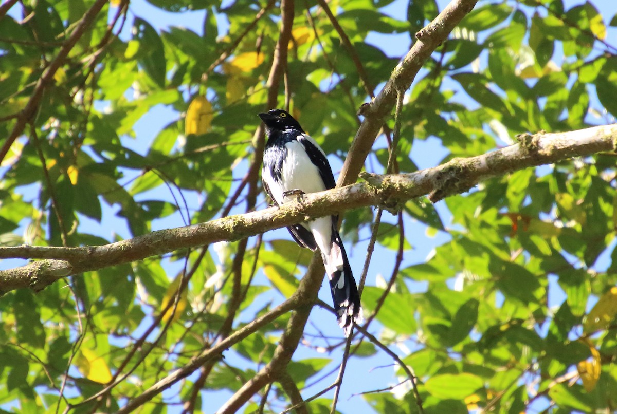 Magpie Tanager - ML80518901