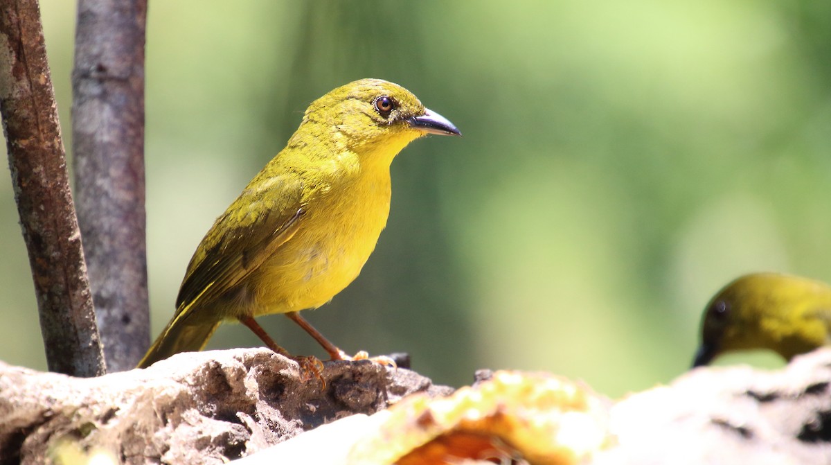 Olive-green Tanager - ML80518931