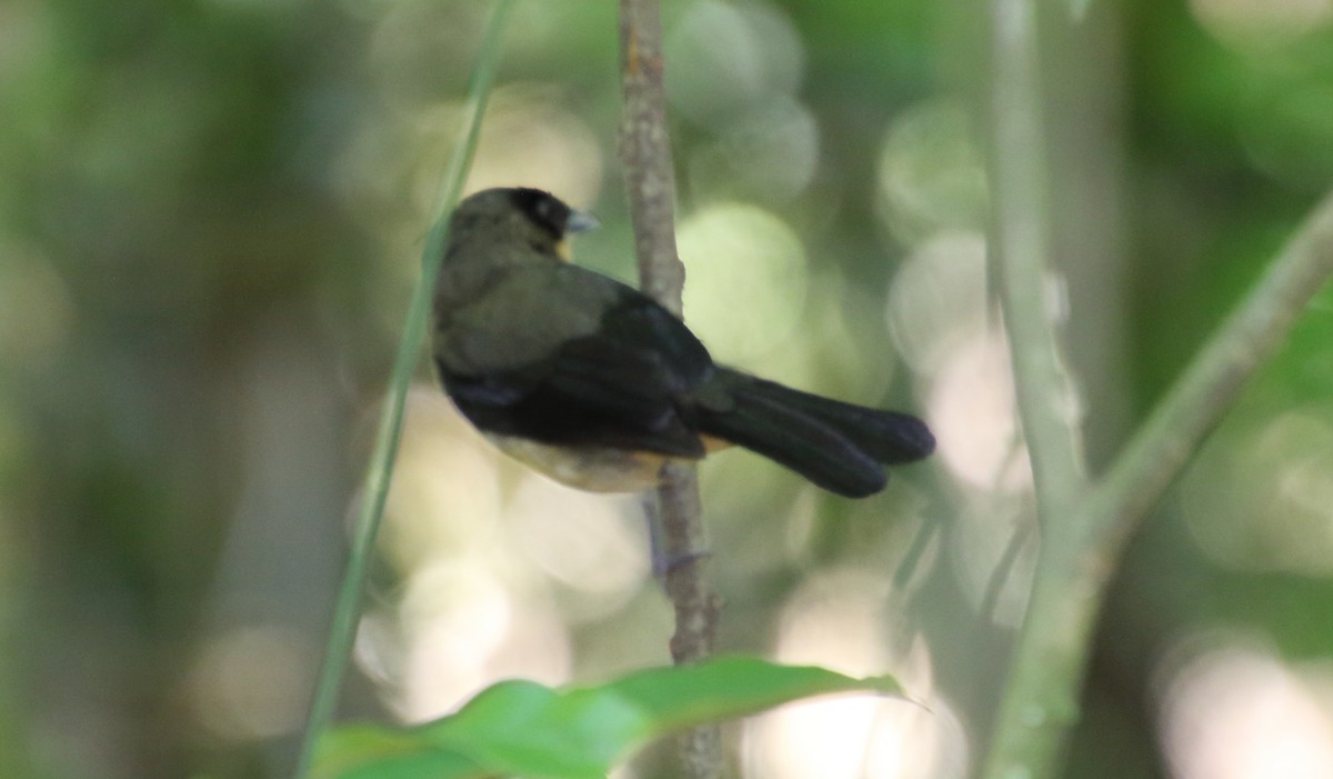 Black-goggled Tanager - ML80519021