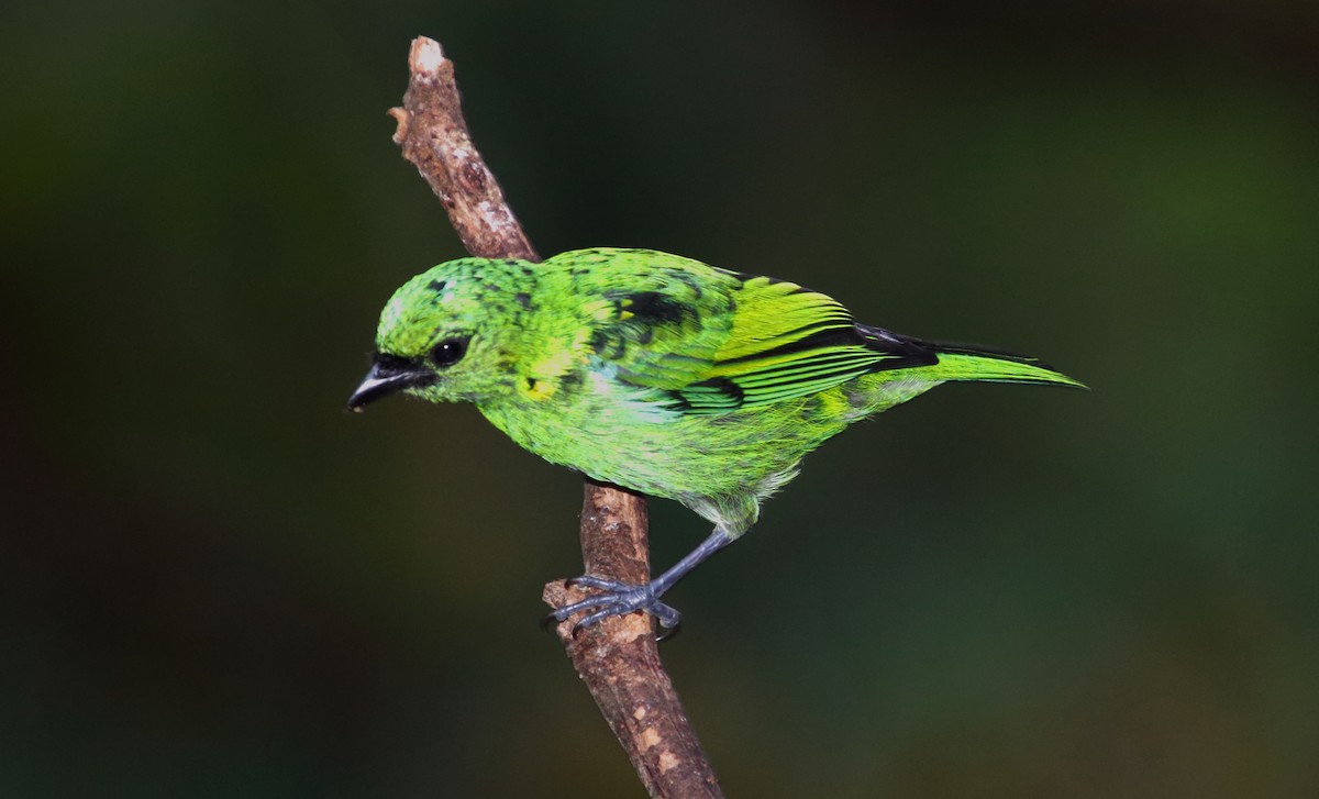 Green-headed Tanager - ML80519131
