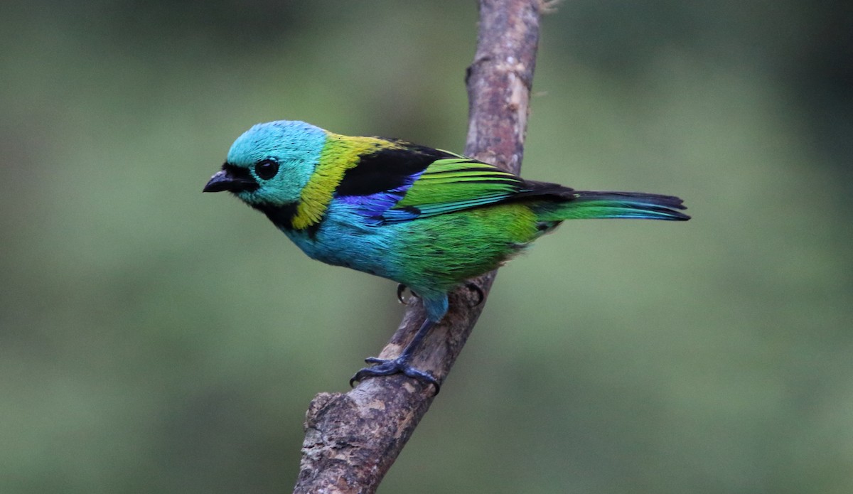 Green-headed Tanager - ML80519141