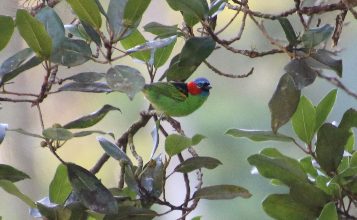 Red-necked Tanager - ML80519151