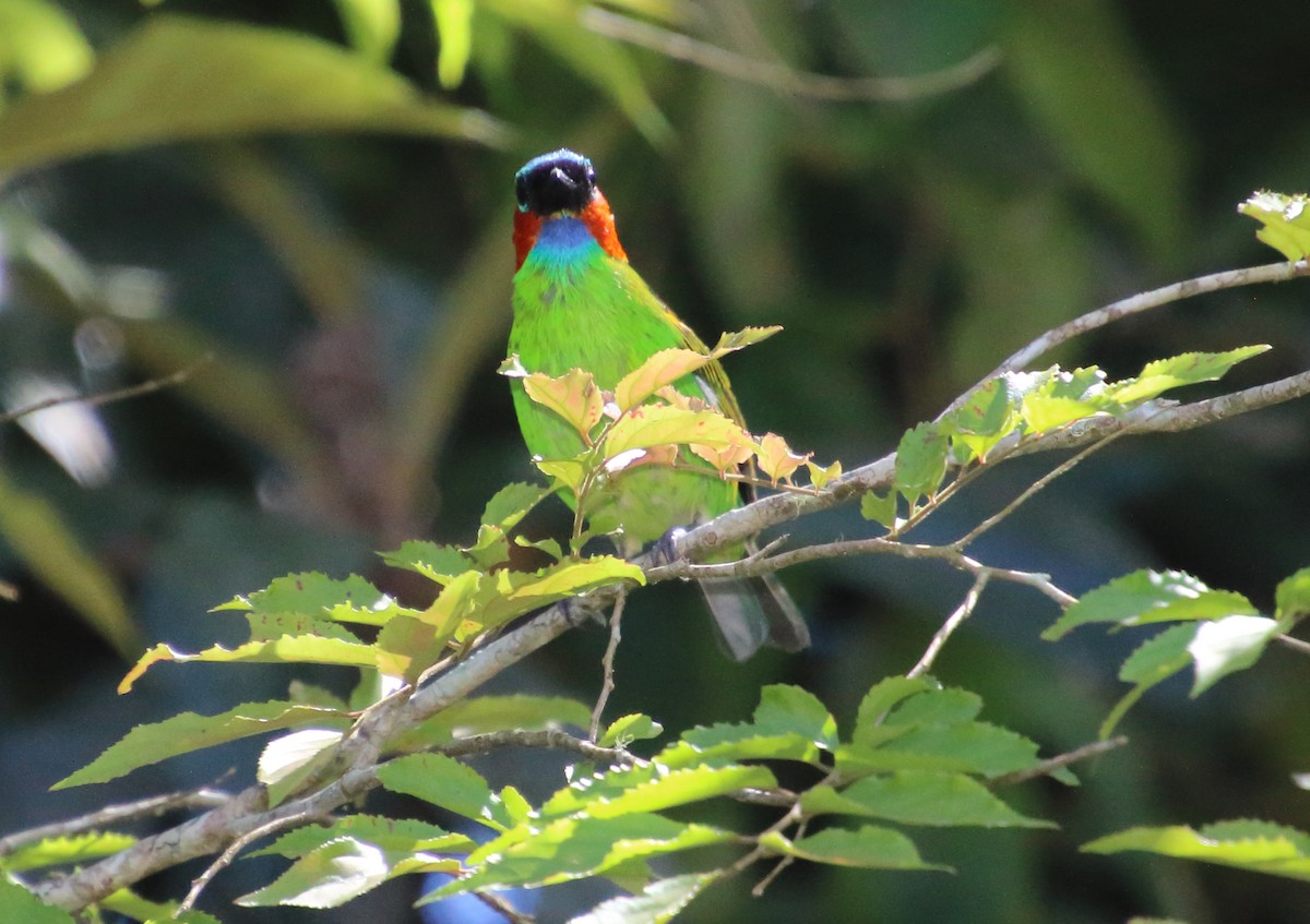 Red-necked Tanager - ML80519161