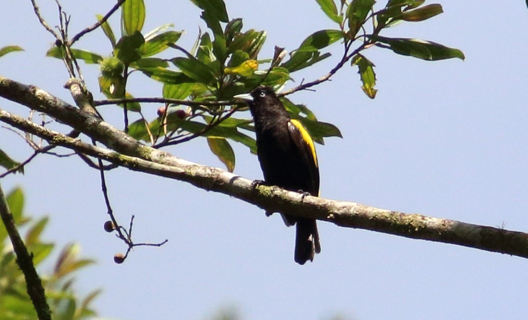 Golden-winged Cacique - ML80519261
