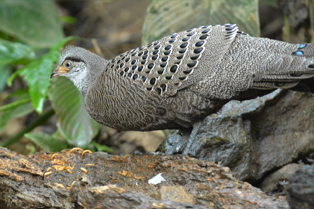 Gray Peacock-Pheasant - ML80520251