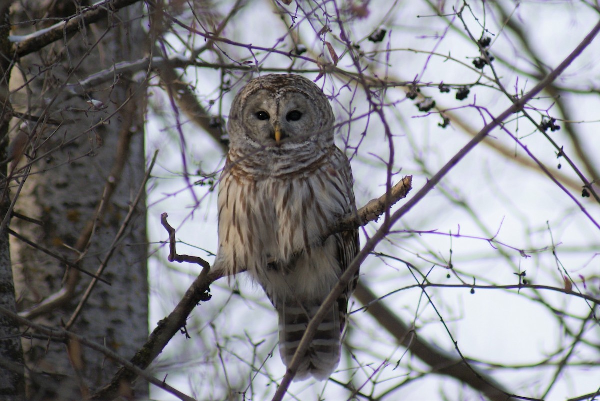 Barred Owl - Basil Conlin