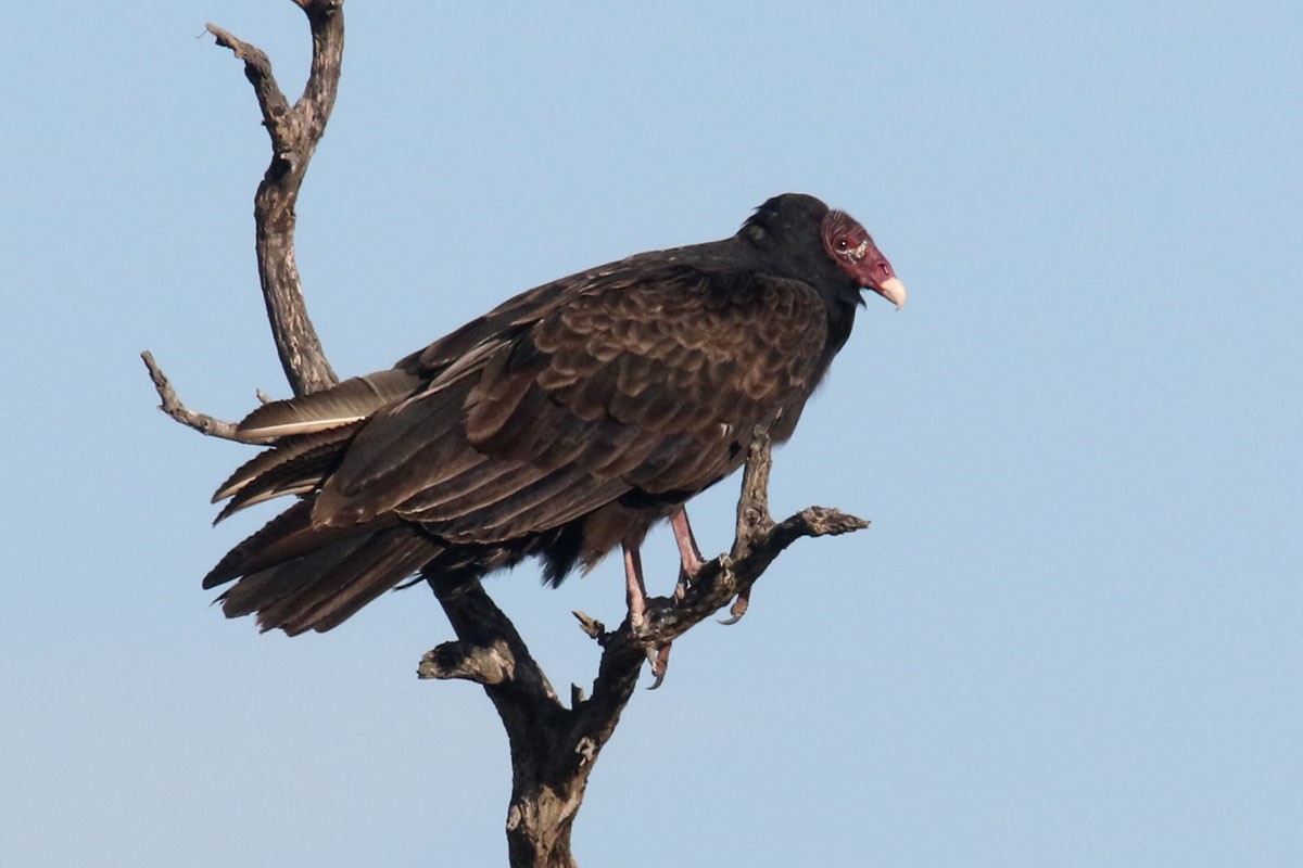 Turkey Vulture - Noah Strycker