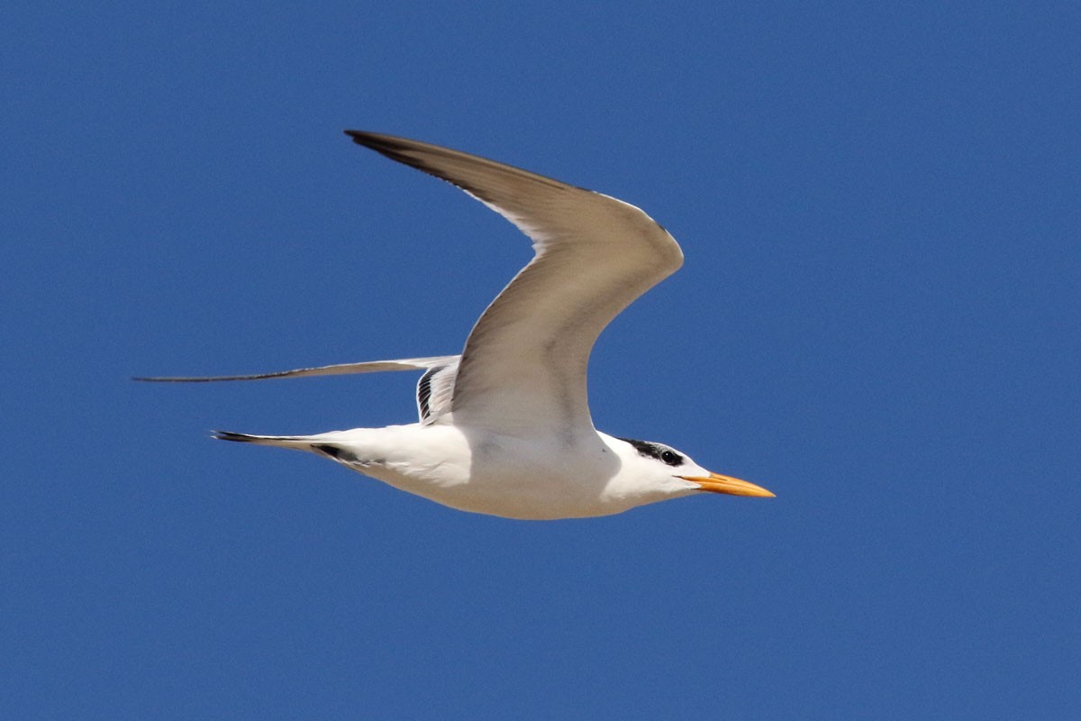 Royal Tern - Noah Strycker