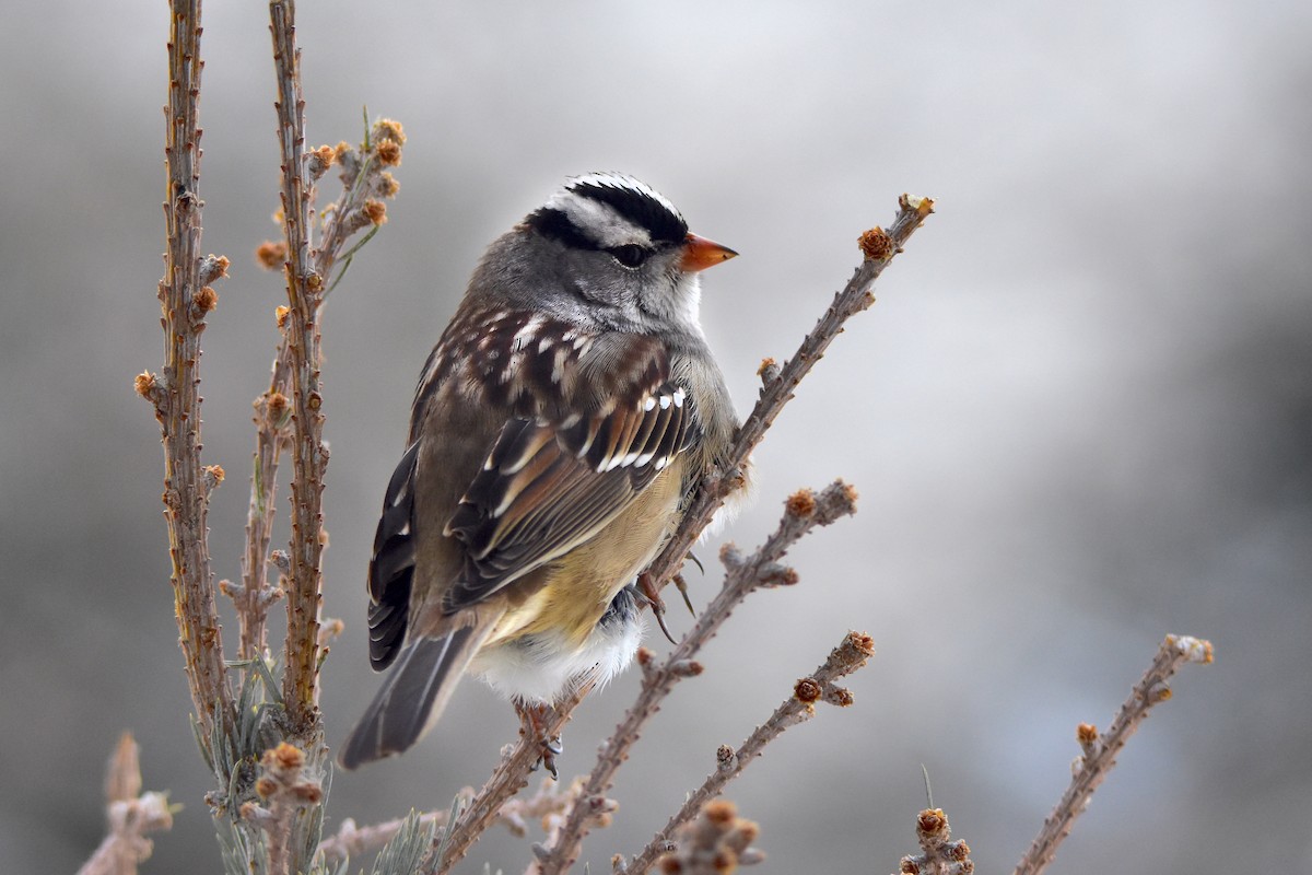 White-crowned Sparrow - Dean Hester