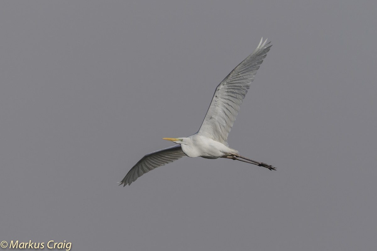 Great Egret (alba) - Markus Craig