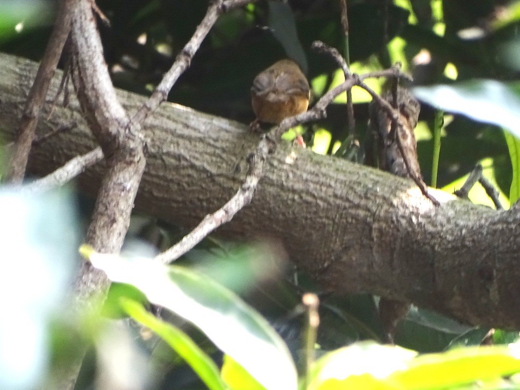 Tawny-bellied Babbler - Sreekumar Chirukandoth