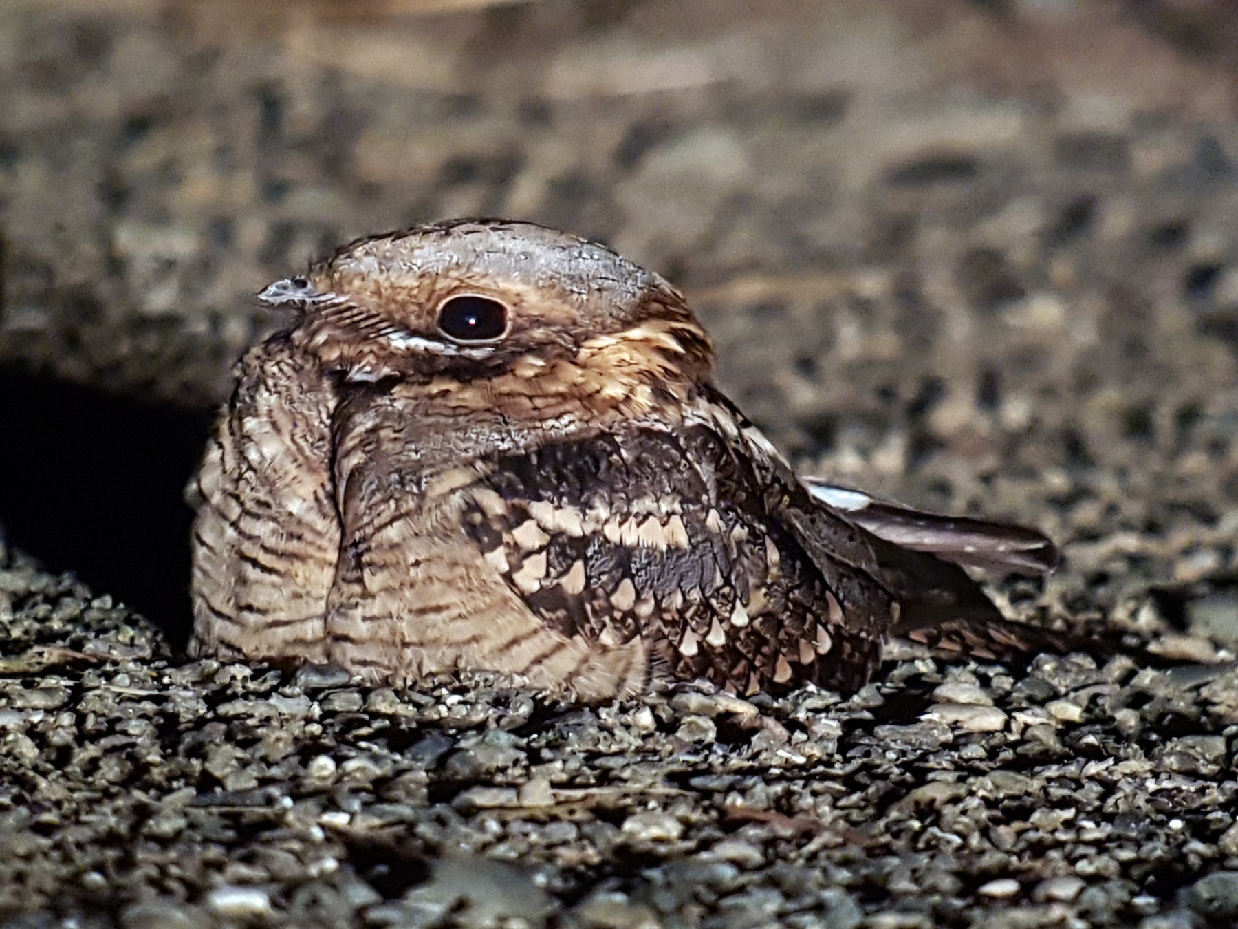 Red-necked Nightjar - Antonio Tamayo