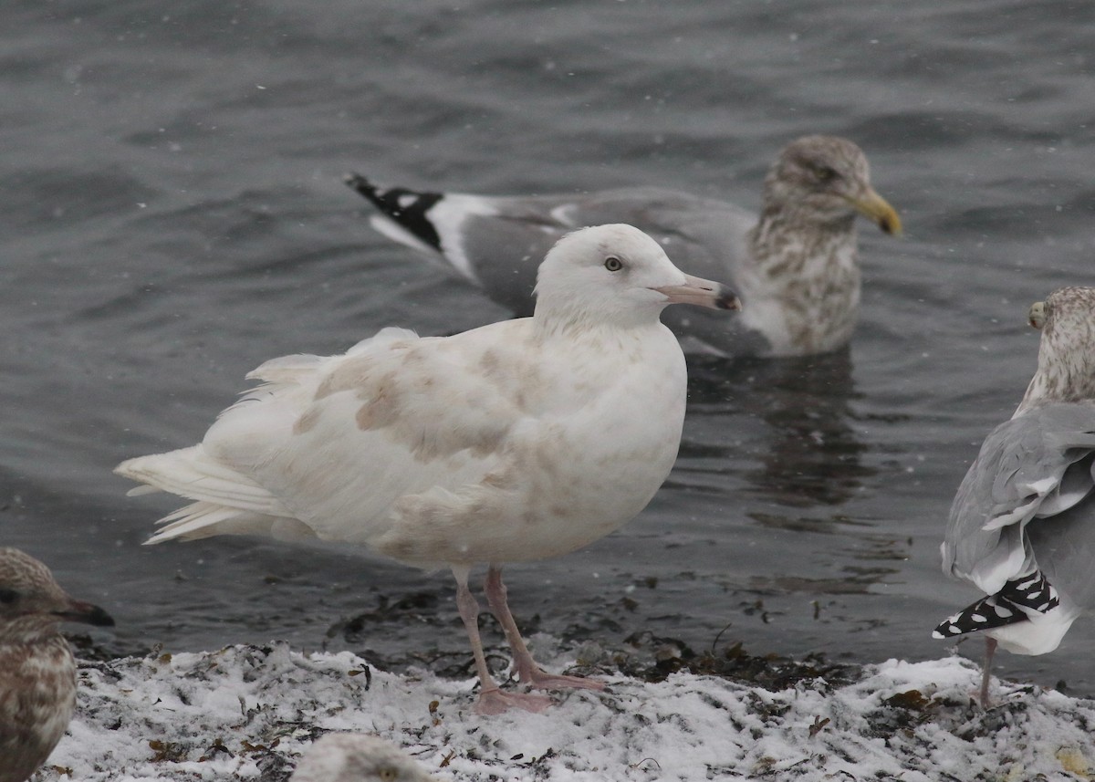 Glaucous Gull - Nathan Dubrow