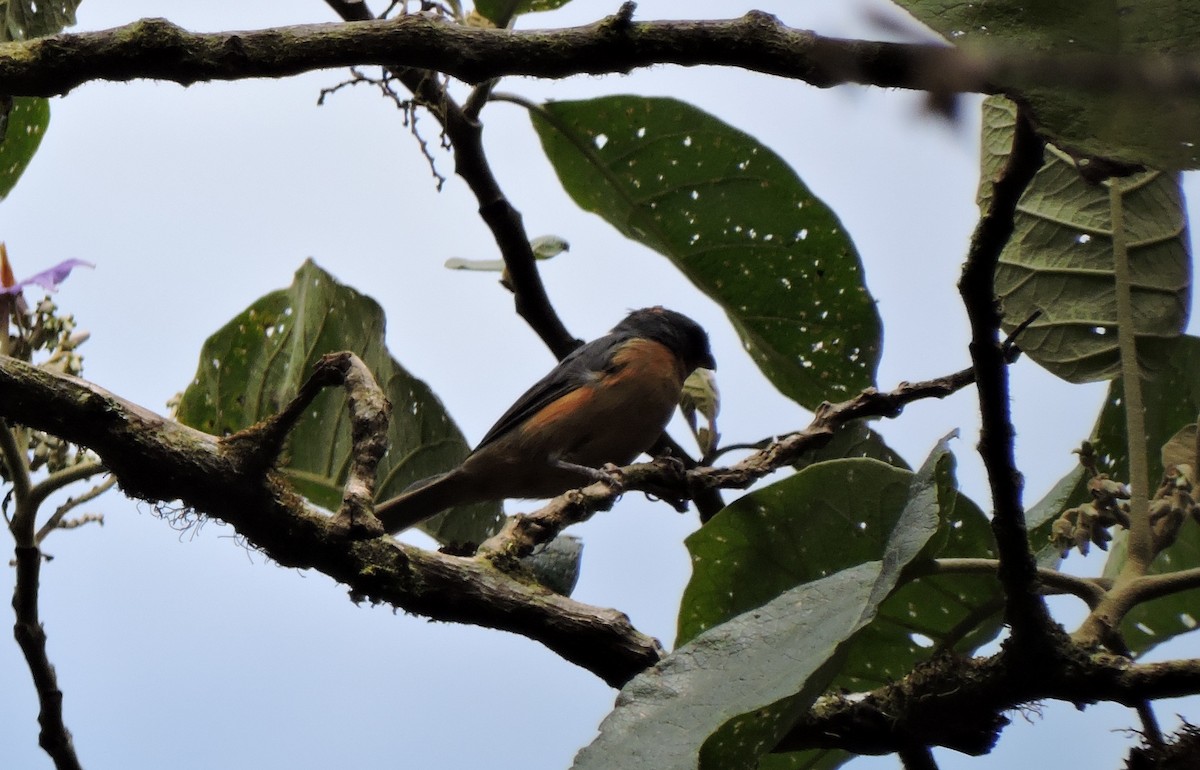 Rufous-crested Tanager - ML80525341