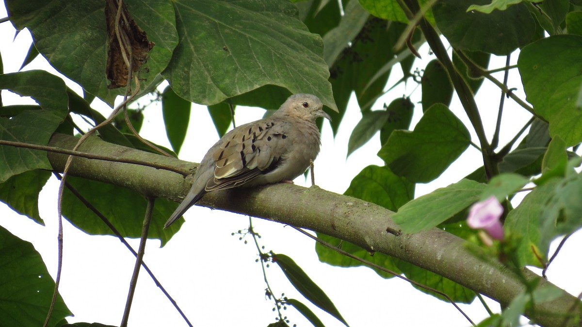 Ecuadorian Ground Dove - ML80525511