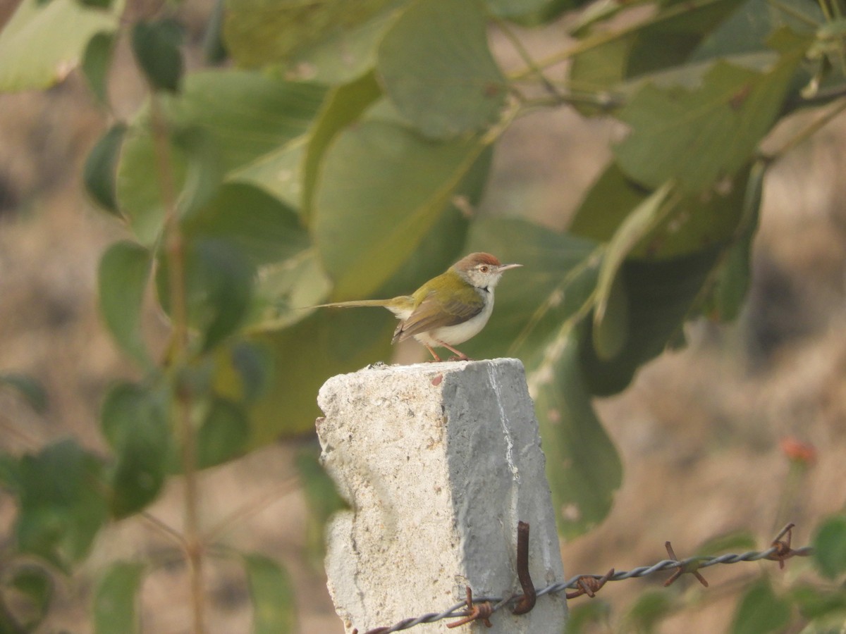 Common Tailorbird - Pravar Mourya