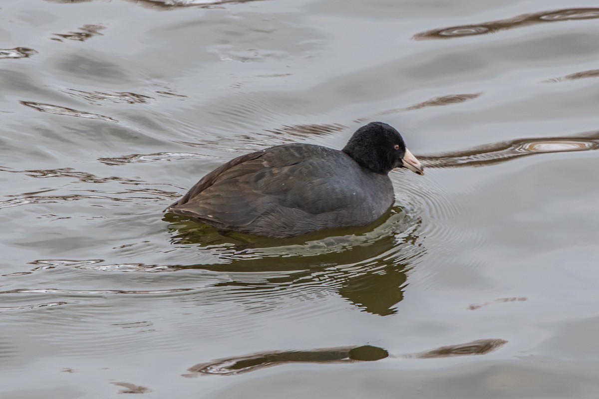 American Coot - Frank King
