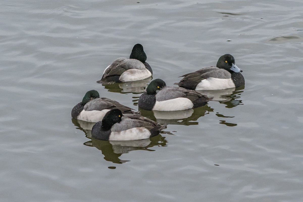 Greater Scaup - Frank King
