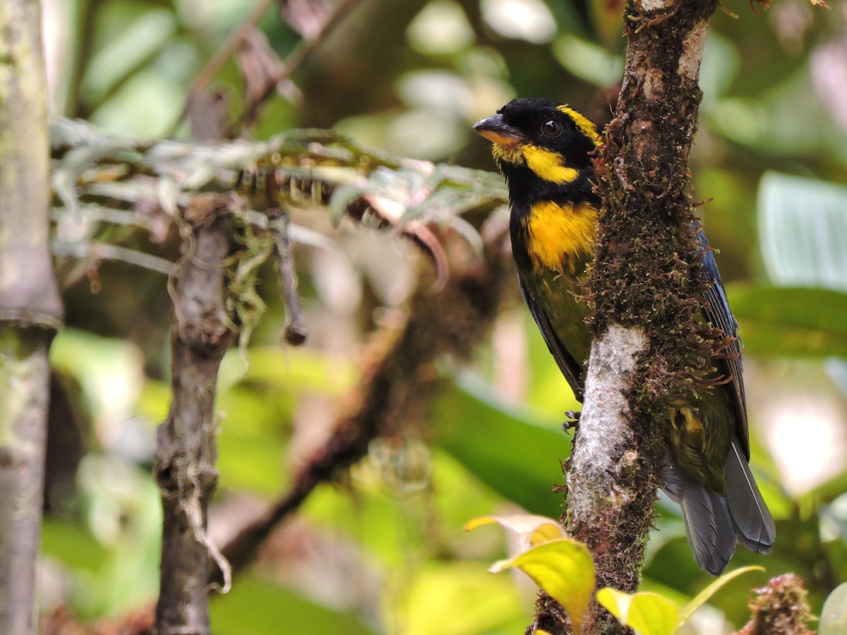 Gold-ringed Tanager - ML80527971
