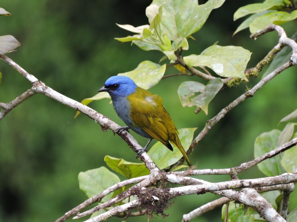 Blue-capped Tanager - Edwin Munera