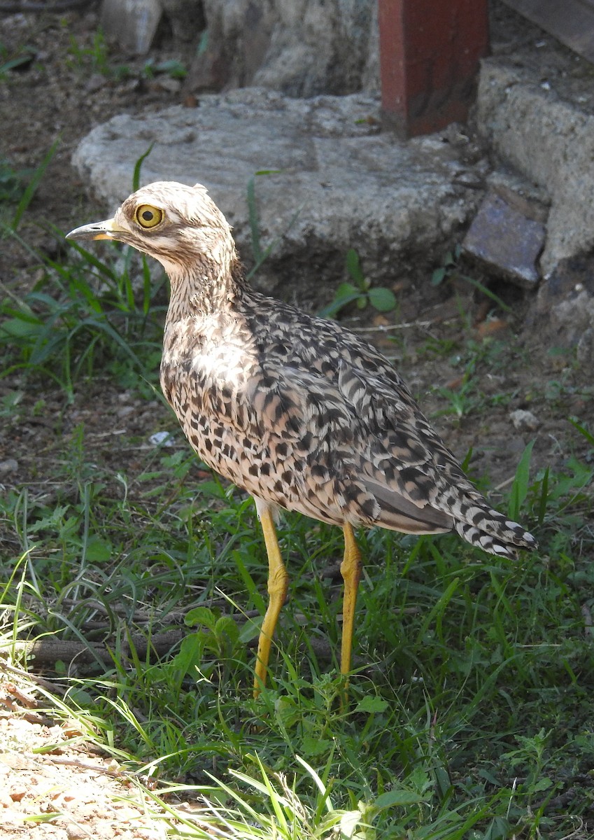 Spotted Thick-knee - ML80529451