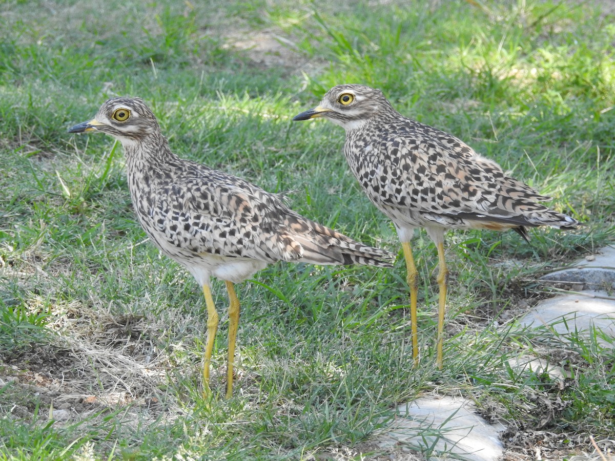 Spotted Thick-knee - Gareth Parkes