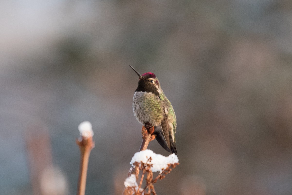 Anna's Hummingbird - Aaron Lang