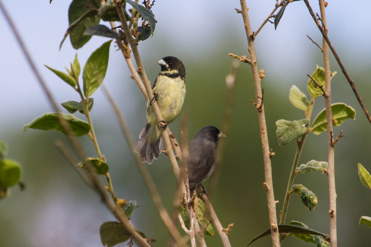 Double-collared Seedeater - ML80531681