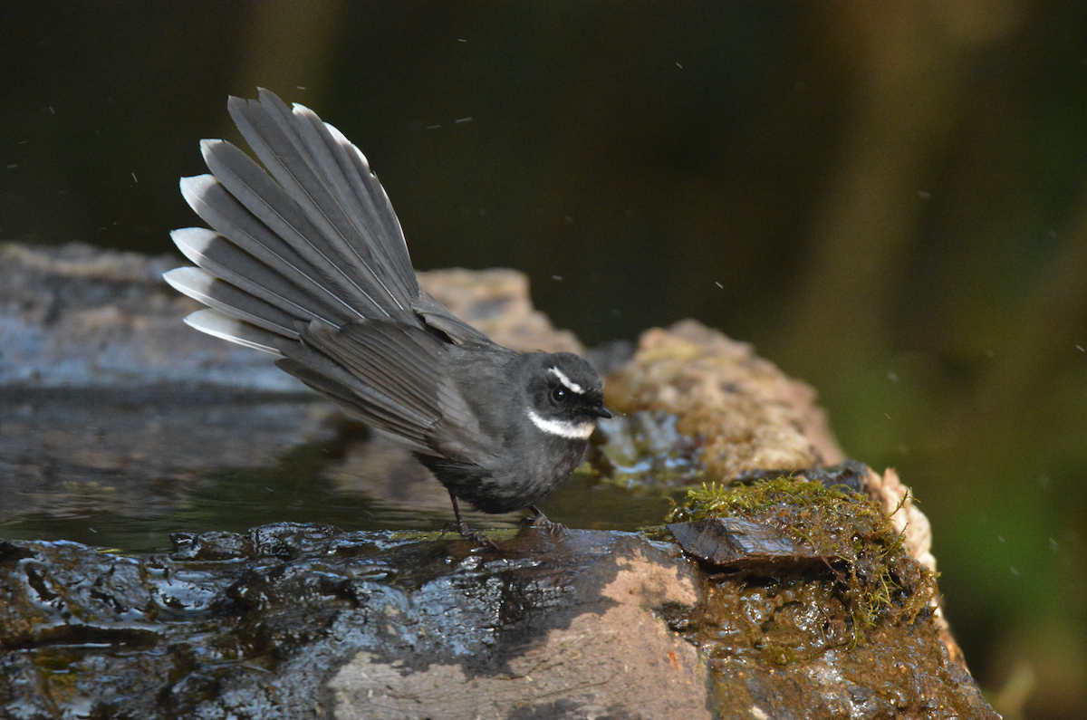 White-throated Fantail - Larry Chen