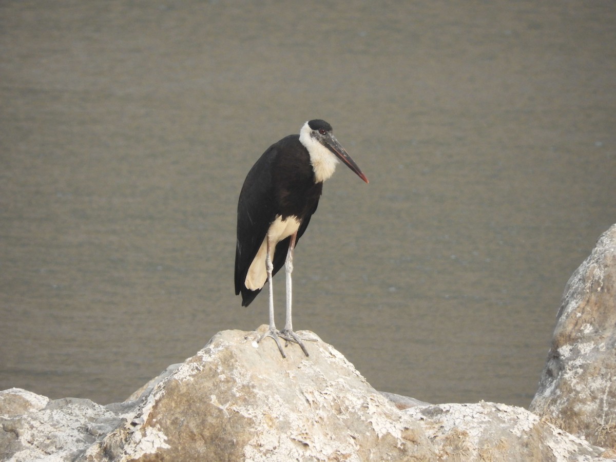Asian Woolly-necked Stork - ML80533081