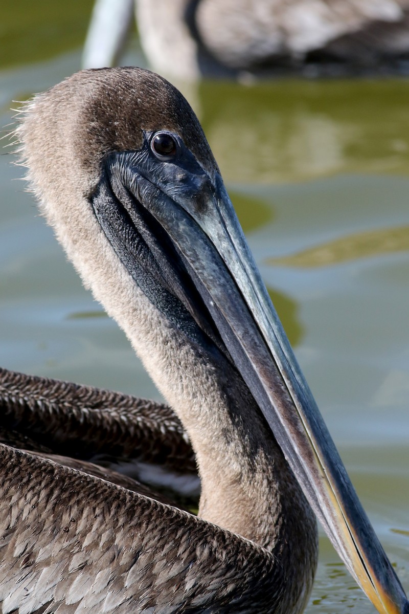 pelikán hnědý (ssp. carolinensis) - ML80533451