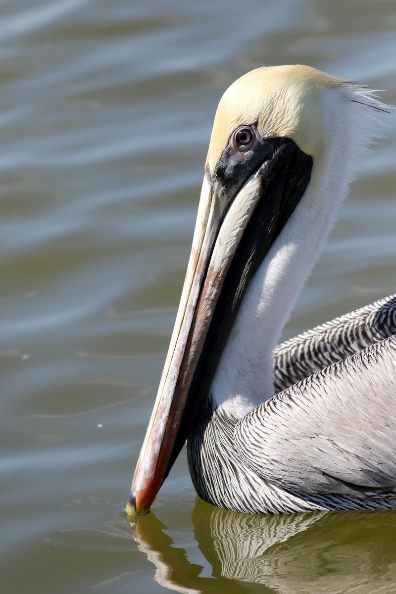 pelikán hnědý (ssp. carolinensis) - ML80533561