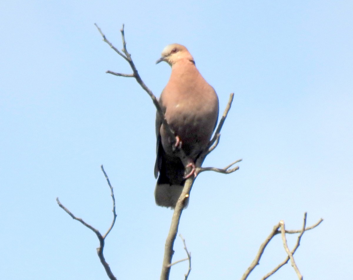 Red-eyed Dove - ML80534821