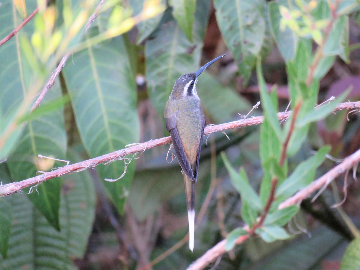 Sooty-capped Hermit - ML80536611